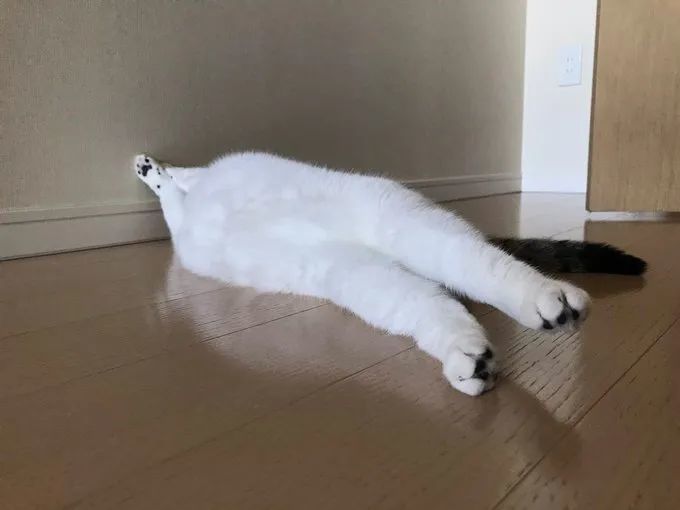 《动森》第一届钓鱼大赛结束啦！《胡闹搬家》发布新预告片！| Jump简报