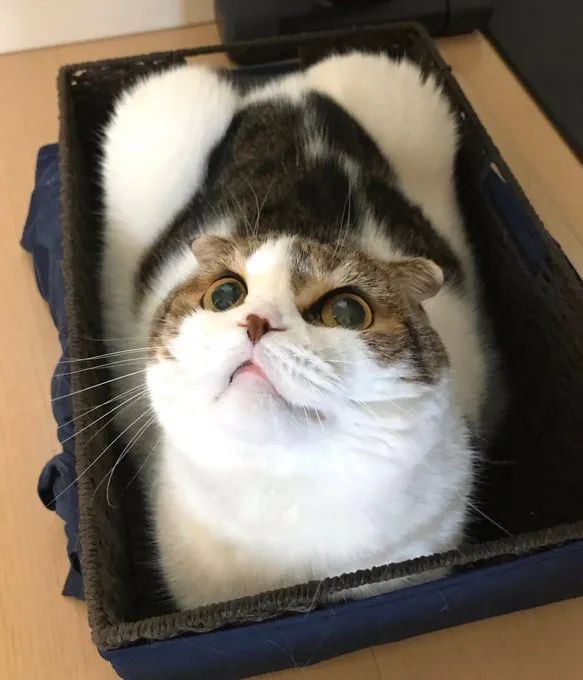 《动森》第一届钓鱼大赛结束啦！《胡闹搬家》发布新预告片！| Jump简报